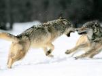 Grey Wolves, Northern Alaska
